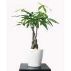 Sản phẩm Cây Kim Ngân Để Bàn 140x140 — Công Ty TNHH Đầu Tư Cuộc Sống — MST 0310901251