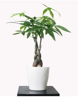 Sản phẩm Cây Kim Ngân Để Bàn 270x334 — Công Ty TNHH Đầu Tư Cuộc Sống — MST 0310901251