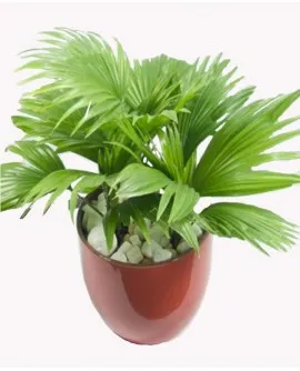 Sản phẩm Cọ nhật 697x850 270x334 — Công Ty TNHH Đầu Tư Cuộc Sống — MST 0310901251