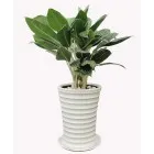 Sản phẩm bach ma hoang tu 140x140 — Công Ty TNHH Đầu Tư Cuộc Sống — MST 0310901251