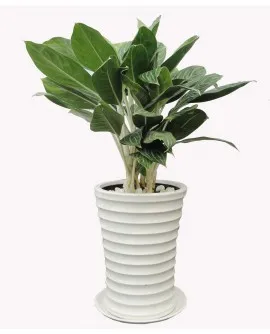 Sản phẩm bach ma hoang tu 270x334 — Công Ty TNHH Đầu Tư Cuộc Sống — MST 0310901251