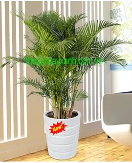 Sản phẩm Cau nhật 2 270x334 — Công Ty TNHH Đầu Tư Cuộc Sống — MST 0310901251