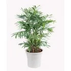Sản phẩm cây cau hawai trong văn phòng 2 140x140 — Công Ty TNHH Đầu Tư Cuộc Sống — MST 0310901251