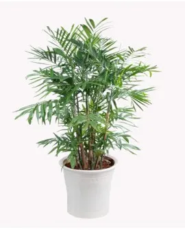 Sản phẩm cây cau hawai trong văn phòng 2 270x334 — Công Ty TNHH Đầu Tư Cuộc Sống — MST 0310901251