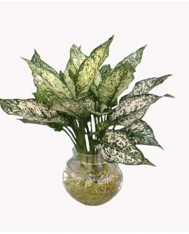 Sản phẩm Cây Ngọc Ngân Trong Nước 270x334 — Công Ty TNHH Đầu Tư Cuộc Sống — MST 0310901251