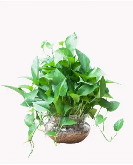 Sản phẩm Cây Trầu bà trong nước 270x334 — Công Ty TNHH Đầu Tư Cuộc Sống — MST 0310901251