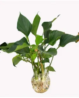 Sản phẩm Thanh Tâm Trong nước 270x334 — Công Ty TNHH Đầu Tư Cuộc Sống — MST 0310901251