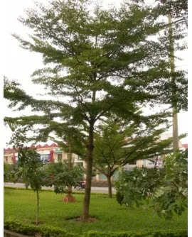 Sản phẩm cay bang dai loan 270x334 — Công Ty TNHH Đầu Tư Cuộc Sống — MST 0310901251