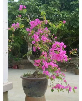 Sản phẩm cay bong giay 270x334 — Công Ty TNHH Đầu Tư Cuộc Sống — MST 0310901251