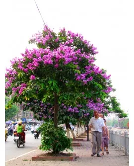 Sản phẩm cây bằng lăng 1 270x334 — Công Ty TNHH Đầu Tư Cuộc Sống — MST 0310901251