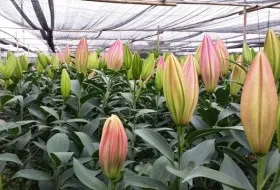 Sản phẩm 170532 — Công Ty TNHH Xuất Nhập Khẩu Hóa Chất Nam Việt — MST 0310958089