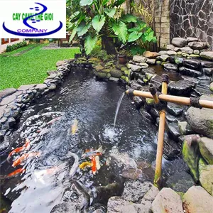 Sản phẩm Be ca koi mini — Công Ty TNHH Một Thành Viên Cây Cảnh Thế Giới — MST 0311044592