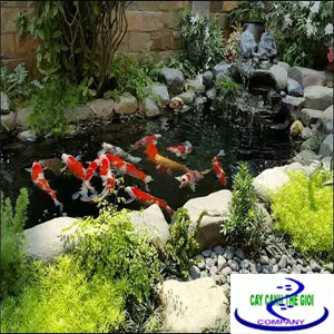 Sản phẩm Be ca koi trong nha — Công Ty TNHH Một Thành Viên Cây Cảnh Thế Giới — MST 0311044592