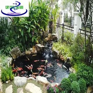 Sản phẩm Ho ca koi dep — Công Ty TNHH Một Thành Viên Cây Cảnh Thế Giới — MST 0311044592