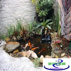 Sản phẩm Ho ca koi mini — Công Ty TNHH Một Thành Viên Cây Cảnh Thế Giới — MST 0311044592