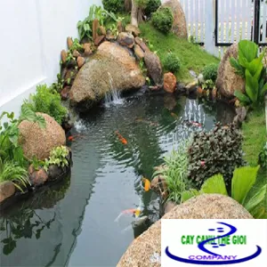 Sản phẩm Ho ca koi phong thuy — Công Ty TNHH Một Thành Viên Cây Cảnh Thế Giới — MST 0311044592