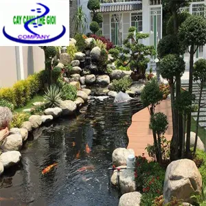 Sản phẩm Ho ca koi trong nha — Công Ty TNHH Một Thành Viên Cây Cảnh Thế Giới — MST 0311044592