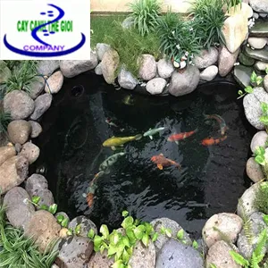 Sản phẩm Ho ca koi — Công Ty TNHH Một Thành Viên Cây Cảnh Thế Giới — MST 0311044592