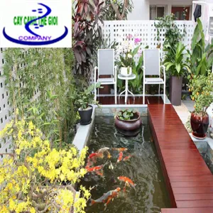 Sản phẩm Ho koi dep — Công Ty TNHH Một Thành Viên Cây Cảnh Thế Giới — MST 0311044592