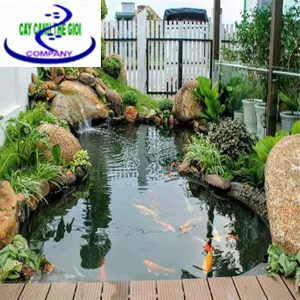 Sản phẩm Lam ho ca koi — Công Ty TNHH Một Thành Viên Cây Cảnh Thế Giới — MST 0311044592