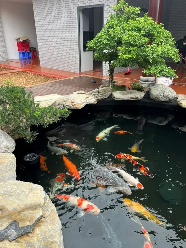 Sản phẩm thiet ke ho ca chep koi sang trong va day phong thuy bi quyet tao khong gian thoai mai va thanh binh 691c3fb085e50 — Công Ty TNHH Một Thành Viên Cây Cảnh Thế Giới — MST 0311044592