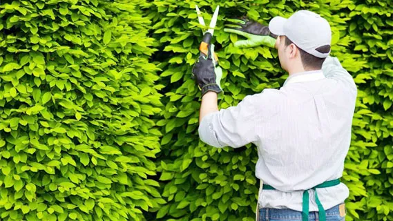 Sản phẩm cham soc cay canh — Công Ty Cổ Phần Thương Mại Dịch Vụ Sản Xuất Thế Giới Sạch — MST 0311047970