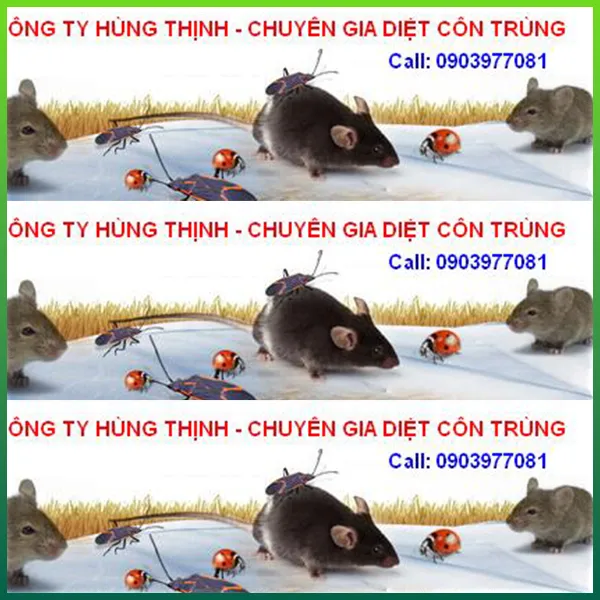Sản phẩm dichvudietmoi — Diệt Mối Hùng Thịnh - Công Ty TNHH MTV Dịch Vụ Hùng Thịnh — MST 0311093173