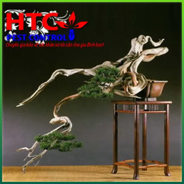Sản phẩm diet moi mot cho cay canh — Diệt Mối Hùng Thịnh - Công Ty TNHH MTV Dịch Vụ Hùng Thịnh — MST 0311093173
