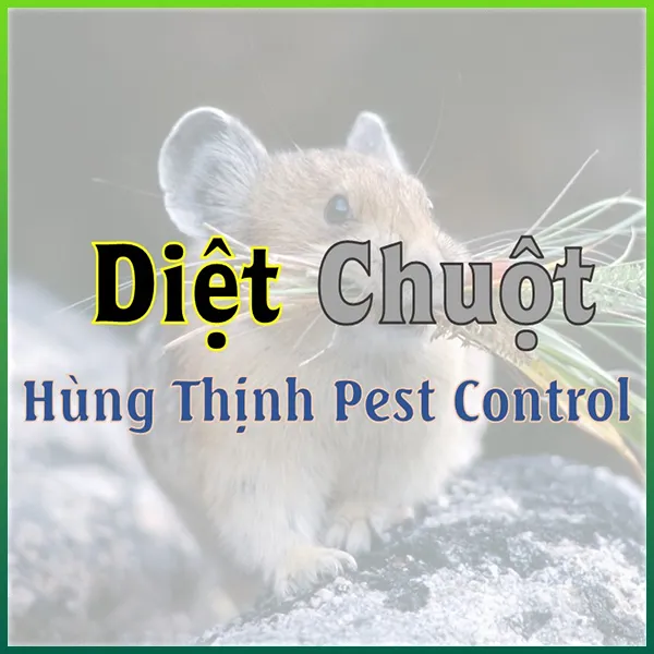 Sản phẩm dv diet chuot tan goc tai TpHCM — Diệt Mối Hùng Thịnh - Công Ty TNHH MTV Dịch Vụ Hùng Thịnh — MST 0311093173
