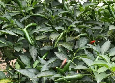 Sản phẩm Anh dai dien ot ad79 400x290 — Công Ty TNHH MTV Hạt Giống Ánh Dương — MST 0311174979