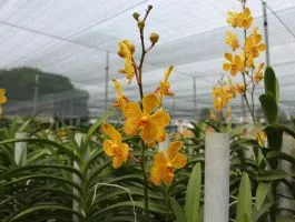 Sản phẩm cb0e1 lan mokara — Công Ty Cổ Phần Lưới Thái Việt — MST 0311187086