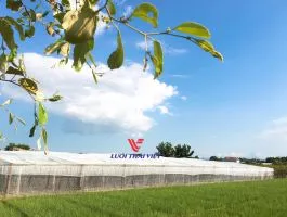 Sản phẩm dcdf4 luoi chong ruoi vang — Công Ty Cổ Phần Lưới Thái Việt — MST 0311187086
