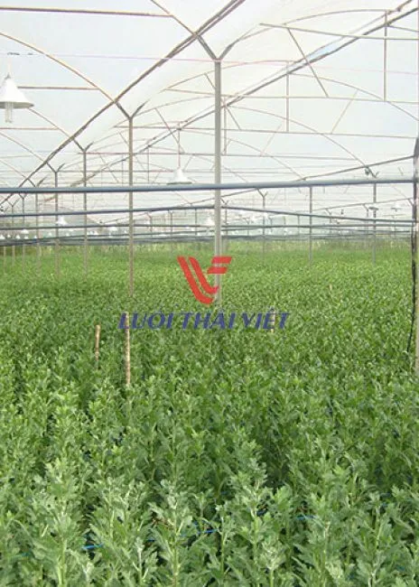 Sản phẩm 0c837 nha luoi mung trong rau sach — Công Ty Cổ Phần Lưới Thái Việt — MST 0311187086