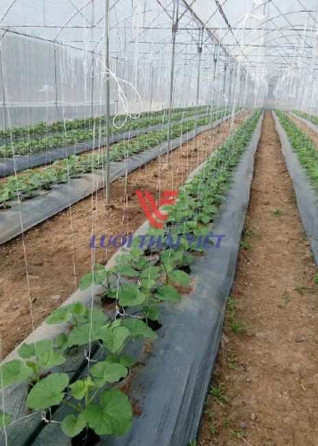 Sản phẩm 56f98 luoimungtrongrau3 — Công Ty Cổ Phần Lưới Thái Việt — MST 0311187086