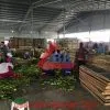 Sản phẩm Công trình kho lạnh trữ Bông Thanh Long ở Đồng Nai Hợp tác xã Đại Nam1 100x100 — Công Ty TNHH Thương Mại Dịch Vụ Kỹ Thuật BK Bách Khoa — MST 0311219281