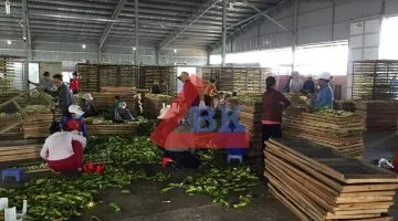 Sản phẩm Công trình kho lạnh trữ Bông Thanh Long ở Đồng Nai Hợp tác xã Đại Nam1 360x200 — Công Ty TNHH Thương Mại Dịch Vụ Kỹ Thuật BK Bách Khoa — MST 0311219281