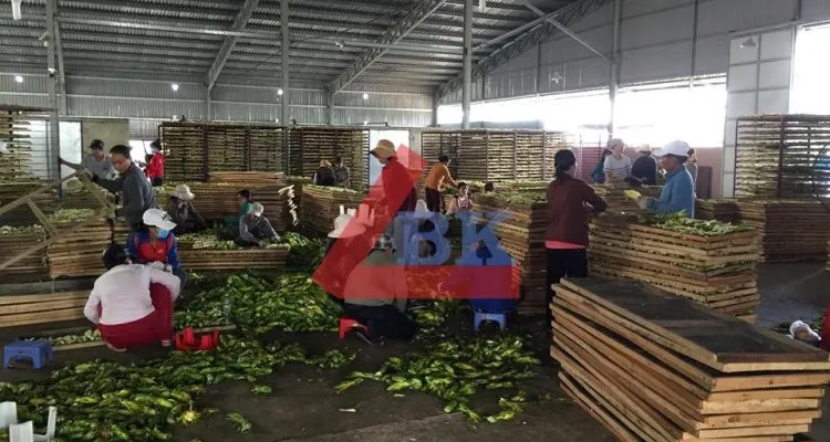 Sản phẩm Công trình kho lạnh trữ Bông Thanh Long ở Đồng Nai Hợp tác xã Đại Nam1 750x400 — Công Ty TNHH Thương Mại Dịch Vụ Kỹ Thuật BK Bách Khoa — MST 0311219281