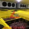 Sản phẩm Công trình kho lạnh trữ ớt Tập đoàn CJ hàn quốc phan rang1 100x100 — Công Ty TNHH Thương Mại Dịch Vụ Kỹ Thuật BK Bách Khoa — MST 0311219281