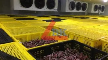 Sản phẩm Công trình kho lạnh trữ ớt Tập đoàn CJ hàn quốc phan rang1 360x200 — Công Ty TNHH Thương Mại Dịch Vụ Kỹ Thuật BK Bách Khoa — MST 0311219281