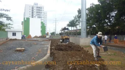 Sản phẩm 2_1 — Công Ty Cổ Phần Cây Xanh Sài Gòn — MST 0311561720