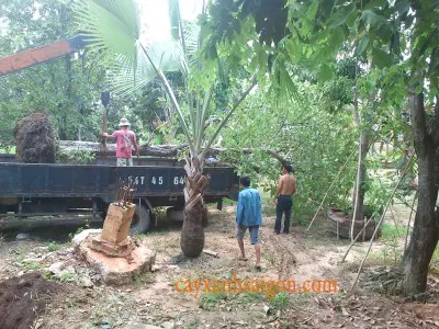 Sản phẩm ttd1 — Công Ty Cổ Phần Cây Xanh Sài Gòn — MST 0311561720