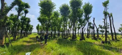 Sản phẩm anh bia — Công Ty Cổ Phần Cây Xanh Sài Gòn — MST 0311561720