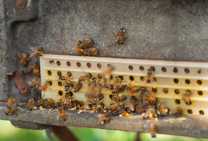 Sản phẩm Dan ong — Mật Ong Tracybee - Công Ty TNHH Ong Mật Tracybee — MST 0311756649