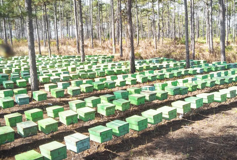 Sản phẩm Quy hoach trai ong — Mật Ong Tracybee - Công Ty TNHH Ong Mật Tracybee — MST 0311756649