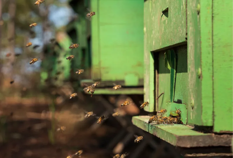 Sản phẩm To ong trai ong Tracybee — Mật Ong Tracybee - Công Ty TNHH Ong Mật Tracybee — MST 0311756649