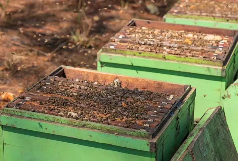 Sản phẩm Trai ong — Mật Ong Tracybee - Công Ty TNHH Ong Mật Tracybee — MST 0311756649