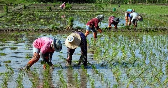 Sản phẩm ung cao su di cay — Vải Sợi Linh Cam - Công Ty TNHH Linh Cam — MST 0311770918