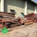 Sản phẩm oc cho long 1369 — Gỗ Mỹ Đức - Công Ty TNHH Gỗ Mỹ Đức — MST 0311779124