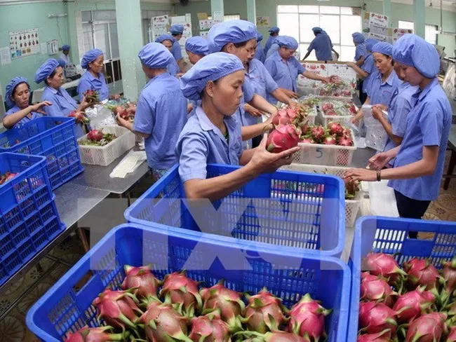 Sản phẩm xuat khau trai cay 01 — In Bao Bì Quốc Thịnh - Công Ty TNHH In Quốc Thịnh — MST 0311788062
