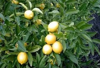 Sản phẩm 2 7860 — Công Ty Cổ Phần Nông Nghiệp Quốc Tế Vinastar — MST 0311820044
